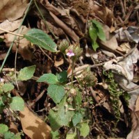 Lepidagathis fasciculata (Retz.) Nees